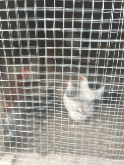 Товуклар сотилади 8 дона