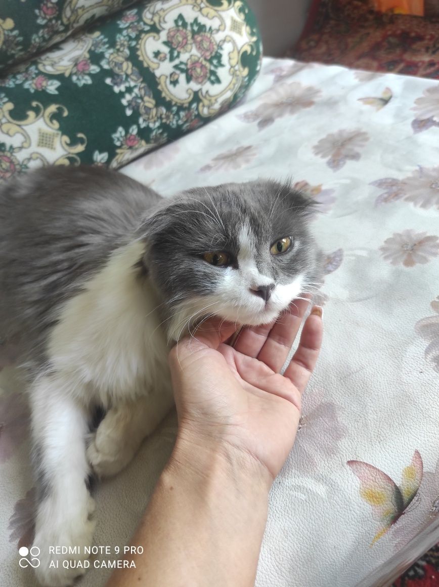 Котята скоттиш-страйт