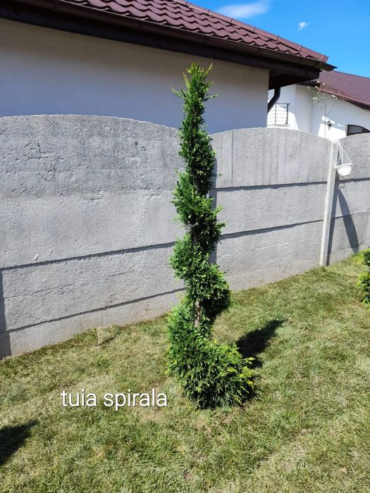 Palmieri,magnolia Grandiflora, spirala,pom pon