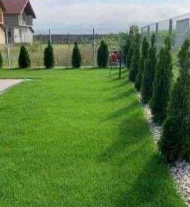 Vând plante ornamentale