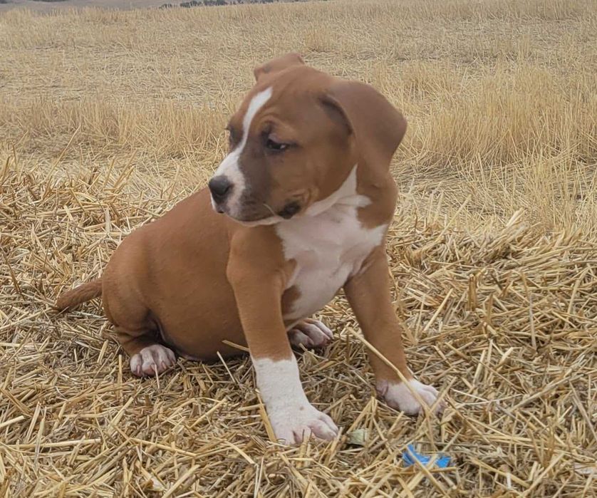 Американски стафордширски териер - елитни родители с родословие