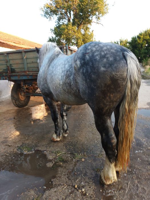 Vand Armăsar de 6 ani