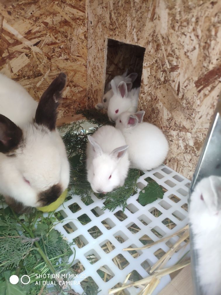 Калифорнийские крольчата
