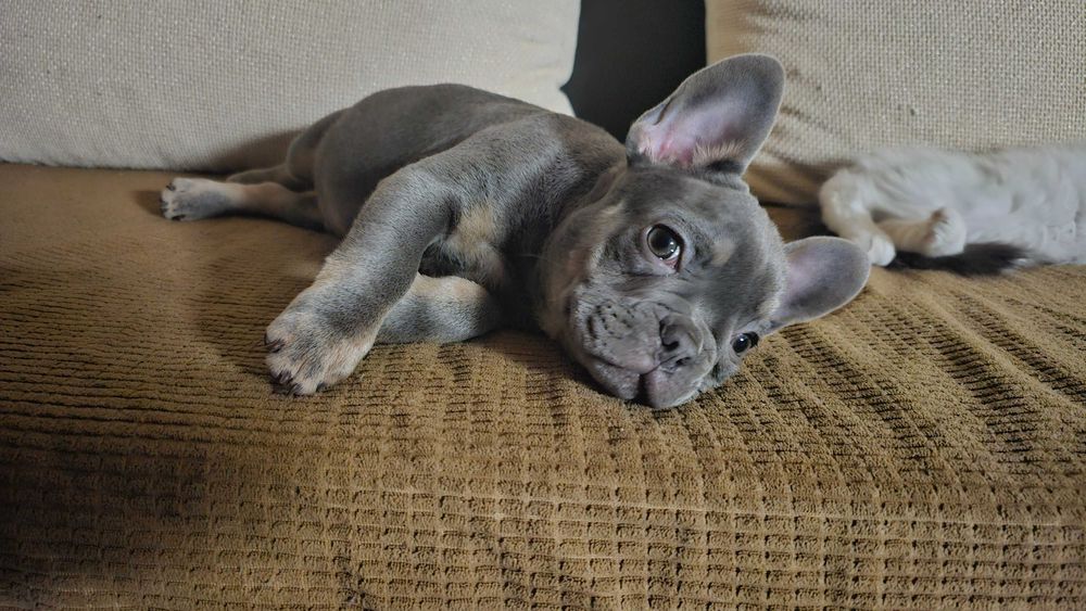 френски булдог .