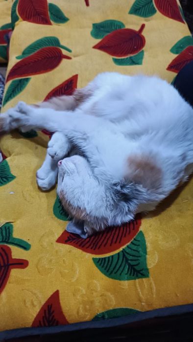 Отдам котёнка в хорошие руки