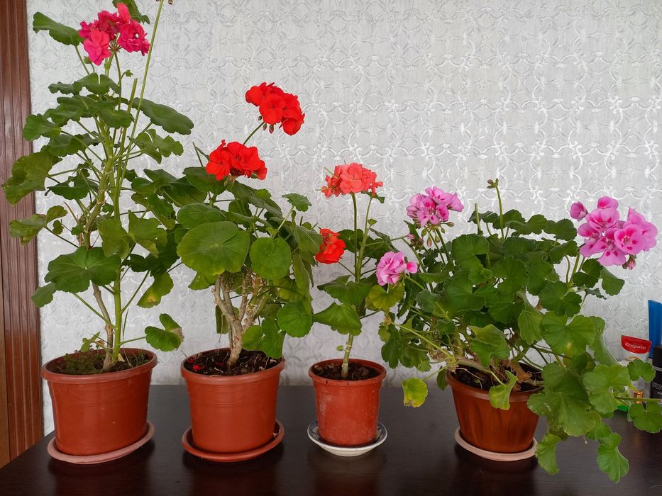 Герань горошке и отростки