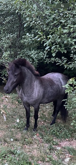 Poneita deresa, 2,5 ani