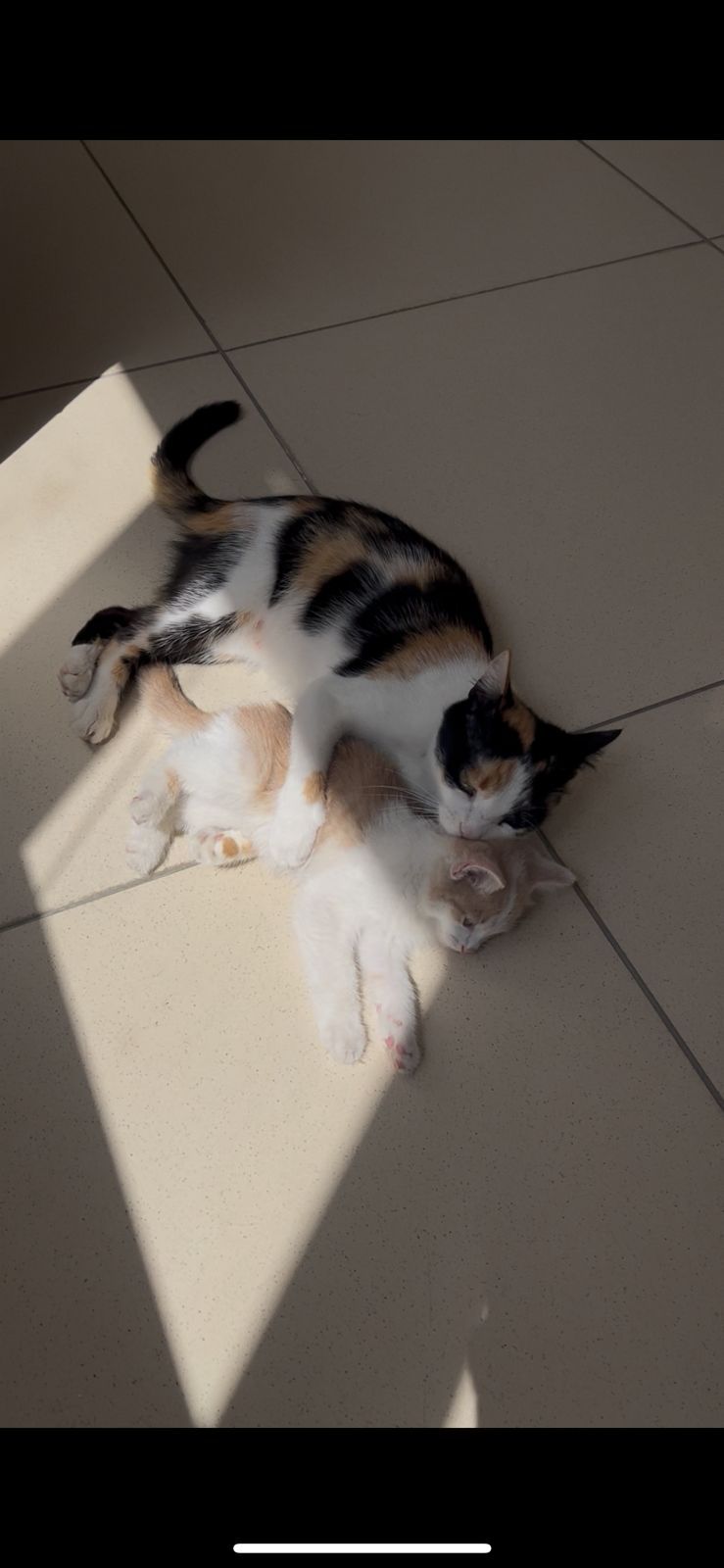 Отдам котёнка в добрые руки