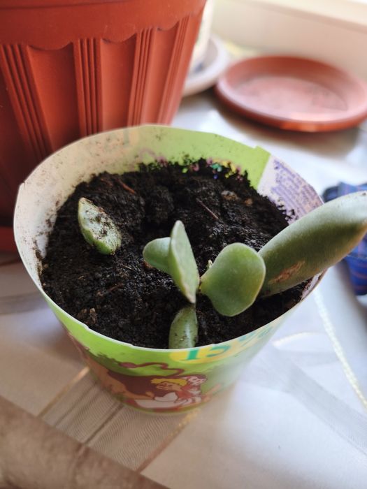 Цветы комнатные растения