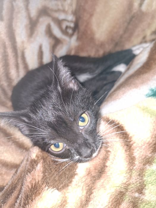 Даром котика в добрые руки