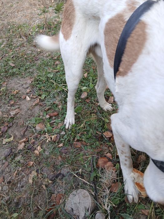 Alabay kuchuk sotiladi