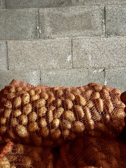 Cartofi de samanta de calitate albi si rosii de vanzare