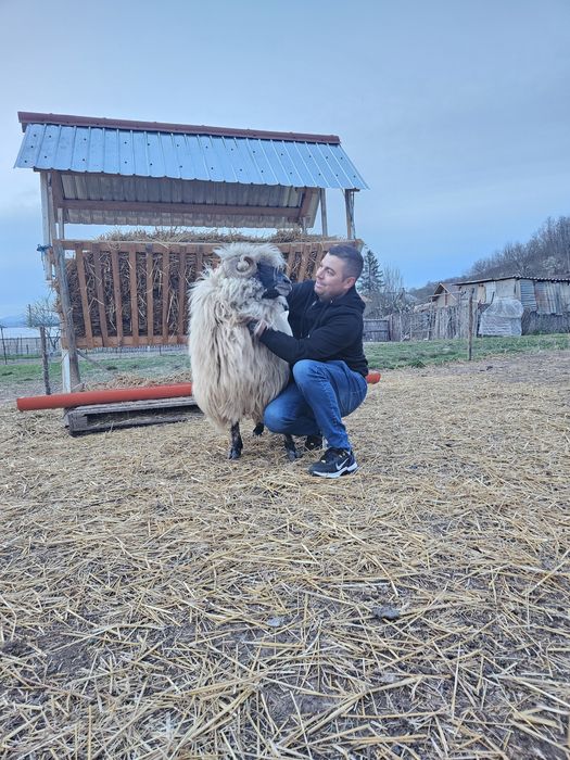 Oi tinere și berbeci de tinut