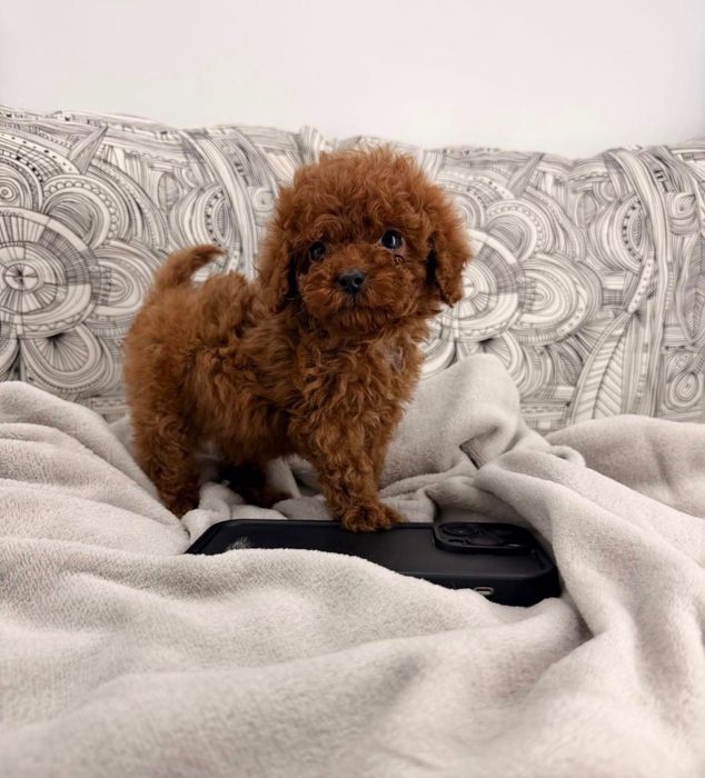 Той Пуделчета/ Toy Poodle