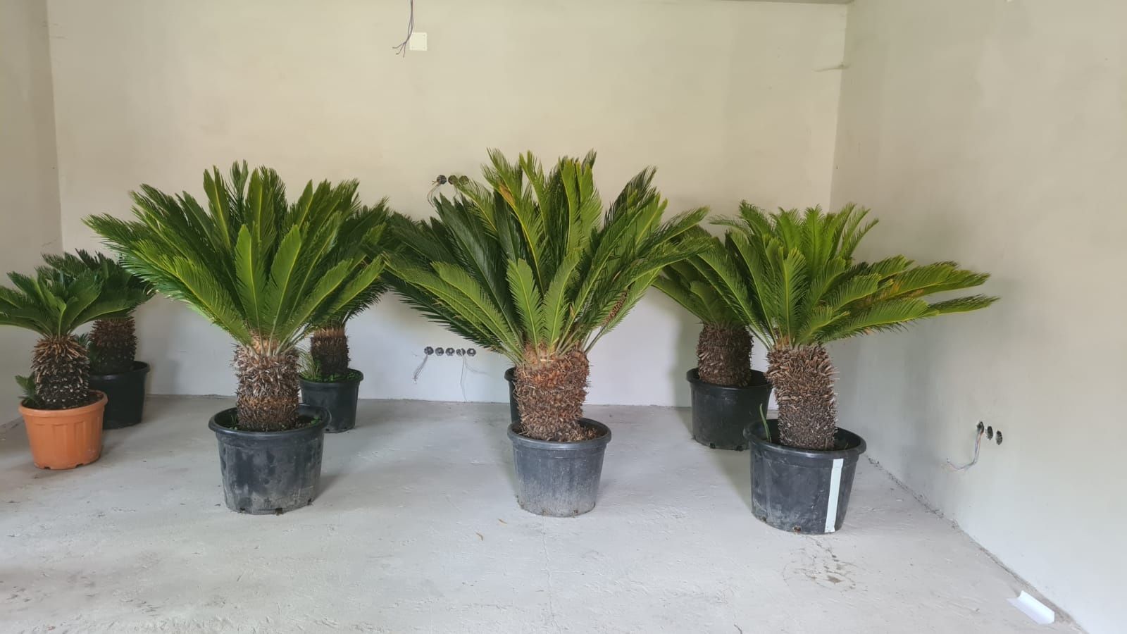 Palmier cycas spirală