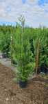 Tuia leylandii inaltime 1.20m 1.50m 180m 2m
