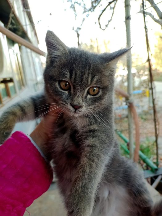 Котята,мальчики,девочки,1,5-4месяца