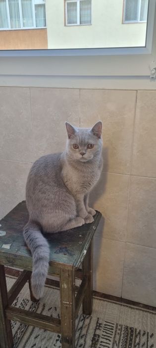 Vând pisica British shorthair