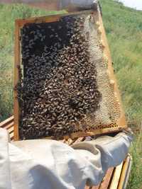 Продап пчел, бал арасын сатамын
