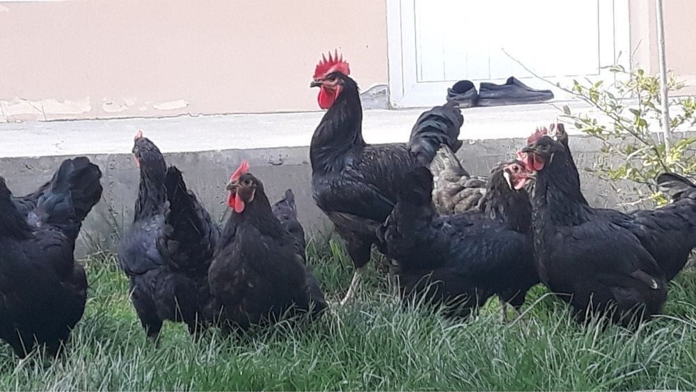 Gigant Qora Shaxzoda jojalari sotiladi