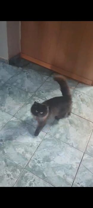 Отдам пушистого котёнка