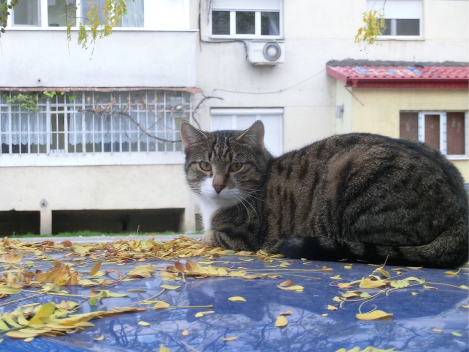 CASIO EXILIM EX-ZR100 Digital Compact Camera retro