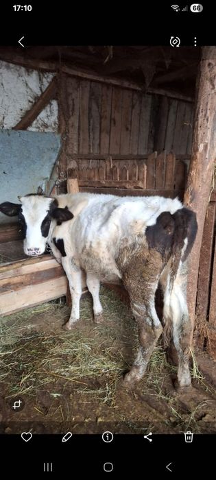 Vand vitea holstein sa shimb cu oi