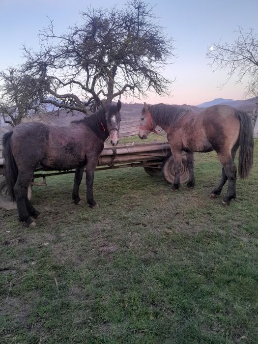 Vând 2 manji semi grei