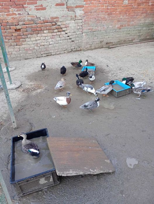 Rațe pitic olandeza