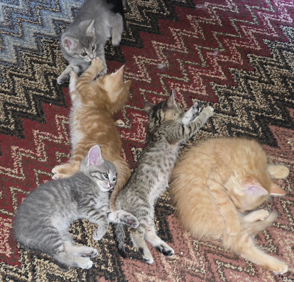 Прекрасни  котета, отглеждани с любов!