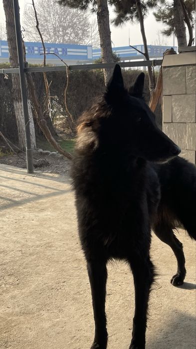 Продается собака породистая кому интересно