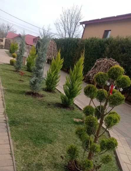 Plante decorative Oriunde in tara Calitate extra