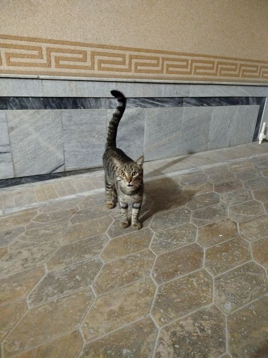 Кошка бесплатно в