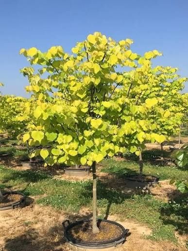 Cercis heart canadensis