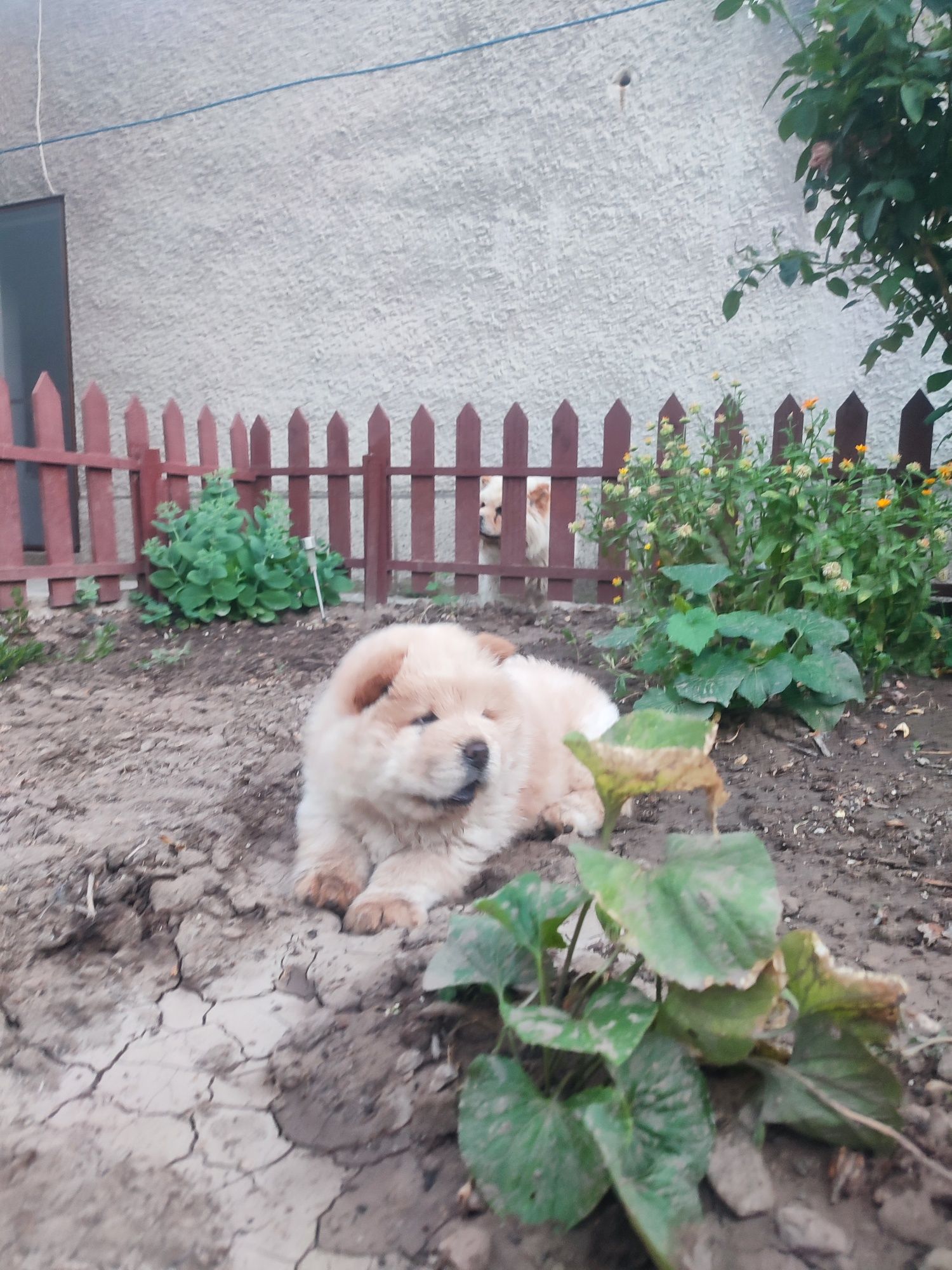 Малко мече  ЧАУ ЧАУ