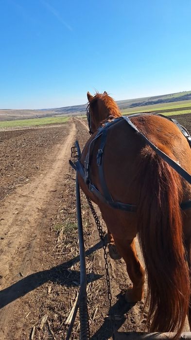 Cal de vanzare   ‼️