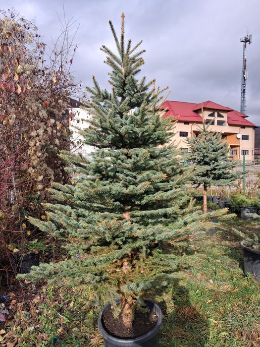 Brazii verzi si argintii