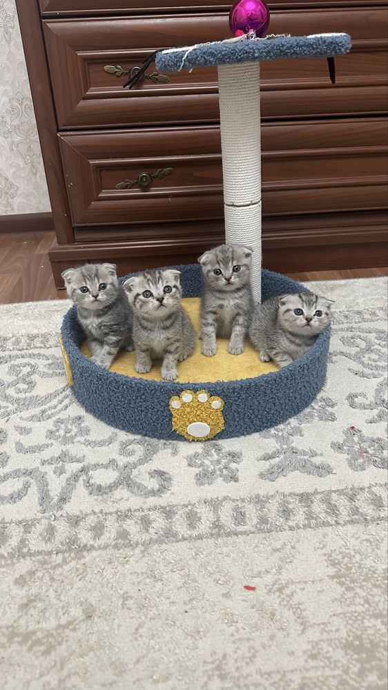 Продается котята