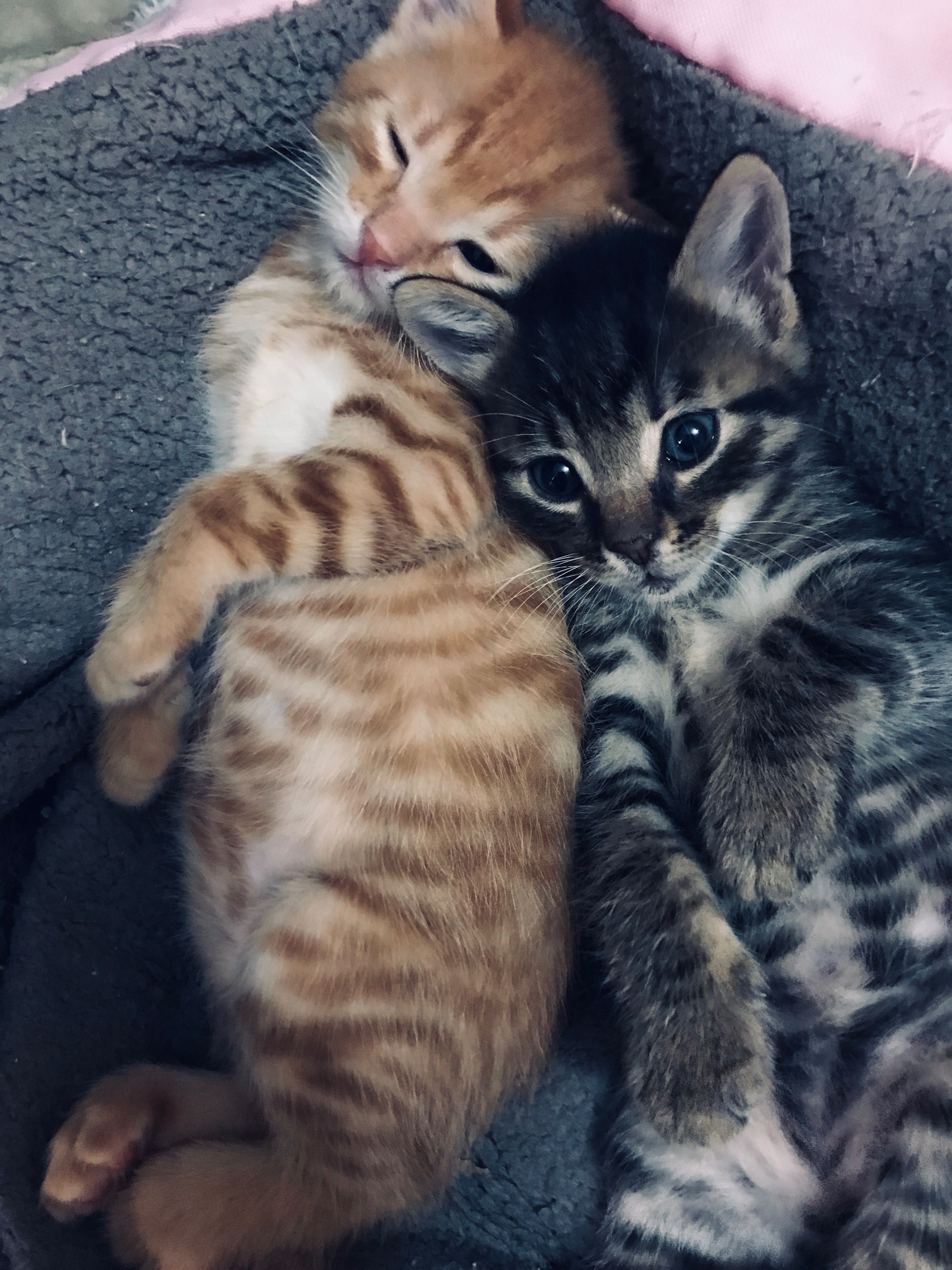 Подарявам котенца