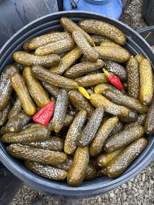 varza, castraveti murati ardei cu varza