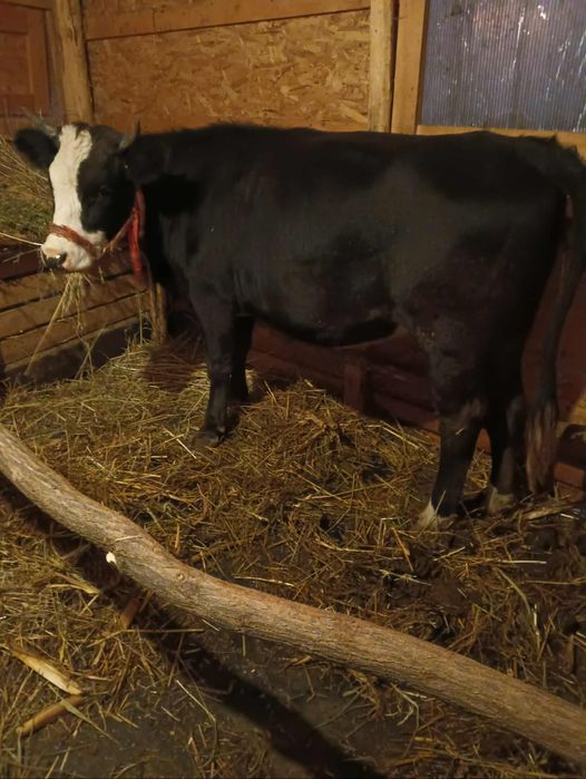 Junincă de vânzare