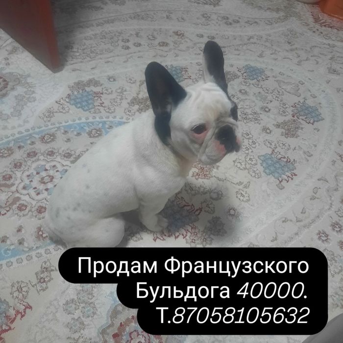 Продам Французского Бульдога