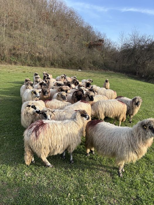 Vand 50 de oi tinere