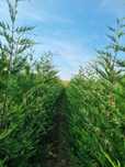 Leylandii 160-200 cm \ Gard viu