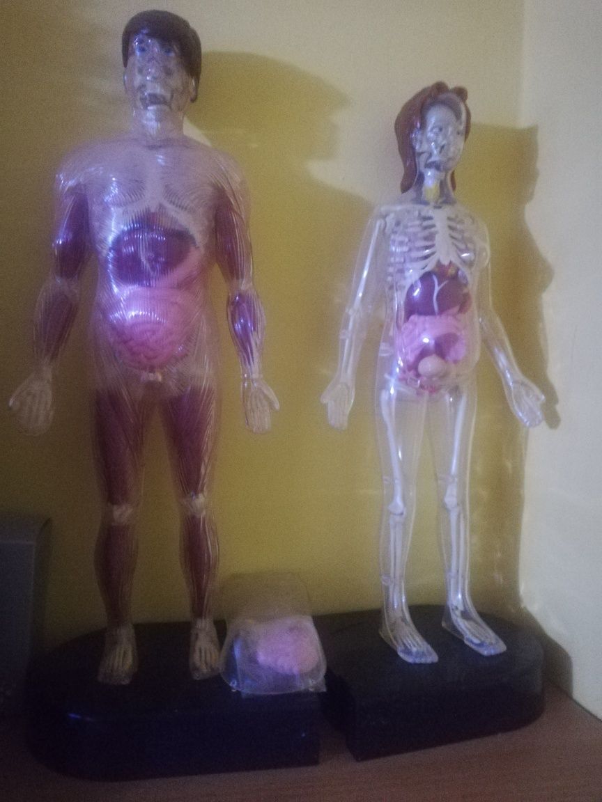 Corpul uman complet + revistele explicative