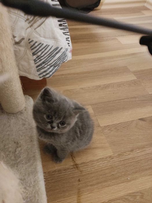 Британски котенца