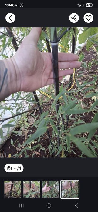 Черен Бамбук растения над 2 м.