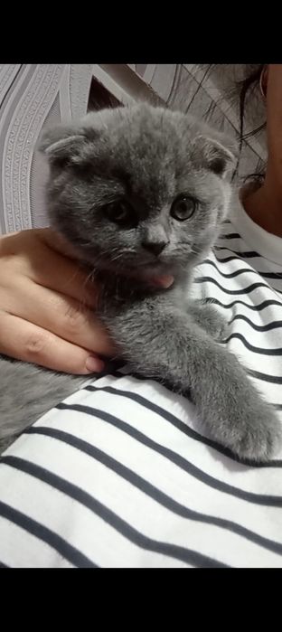 Британские котята