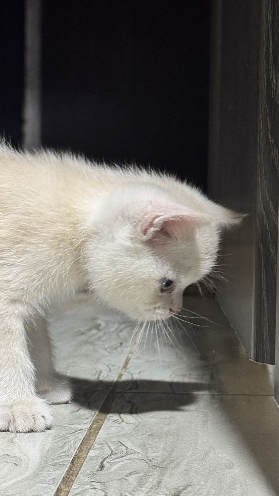 Скоттиш Страйт ( котята )