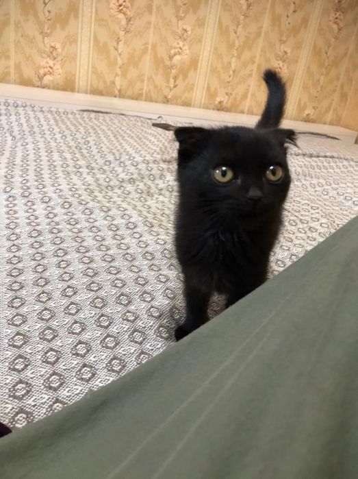 Вислоухий котенок